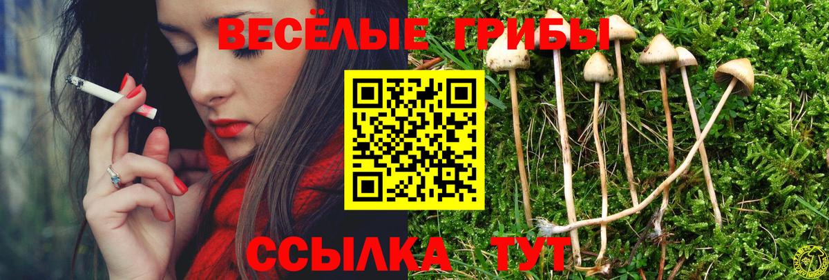 где купить наркотик  Вход с VPN  Мирный  Псилоцибиновые грибы Psilocybe 
